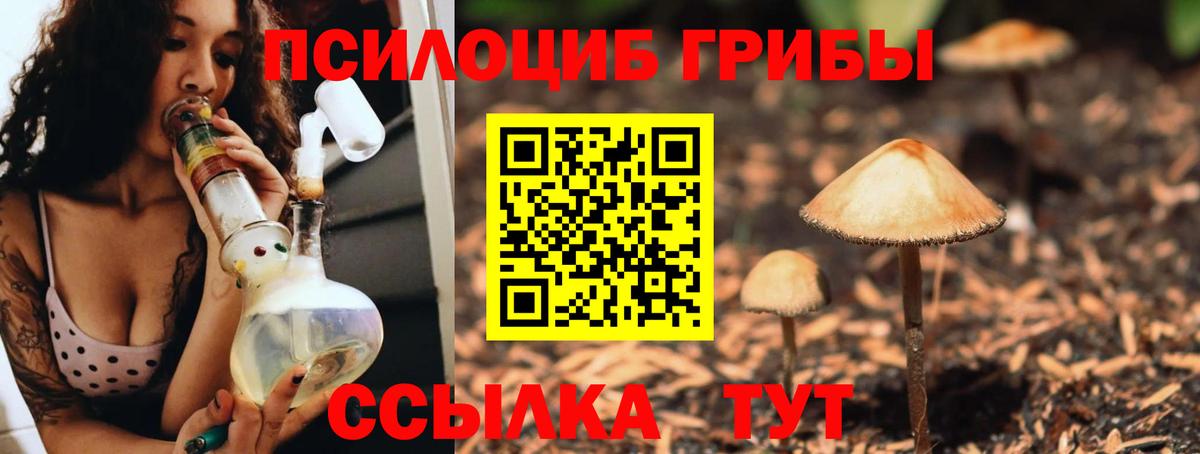 Псилоцибиновые грибы Psilocybe Казань